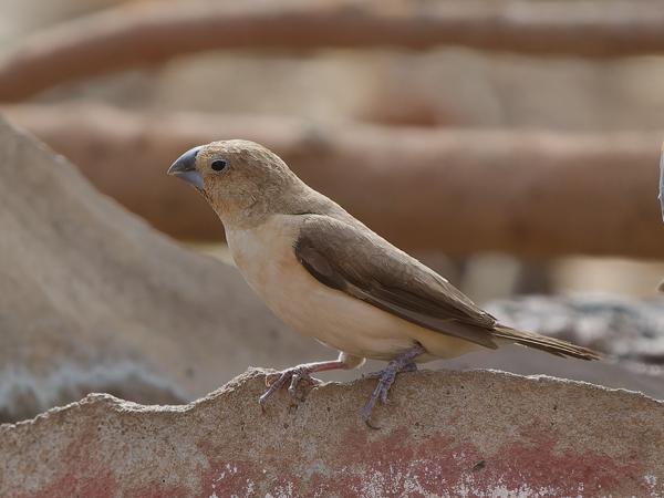 <h3><a href="/trips/gambia/biota/animalia/chordata/aves/040 passeriformes/115 estrildidae/euodice cantans/euodice cantans-nl.html">Euodice&nbsp;cantans</a> / African&nbsp;silverbill / Zilverbekje</h3>OM-1 Mark II met OLYMPUS M.150-400mm F4.5, 1/2000 sec  bij F4.5, ISO 800, afstand 9.00&nbsp;m